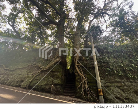 伊豆大島の泉津の切り通し 111153437