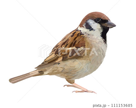 スズメ スズメ 111153685