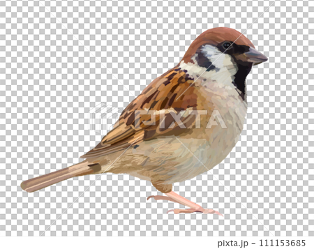 スズメ スズメ 111153685