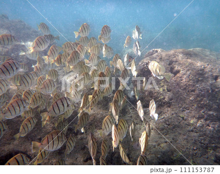 School of Convict Tang swim beneath the surface of the water with coral below them School of Convict Tang swim beneath the surface of the water with coral below them 111153787