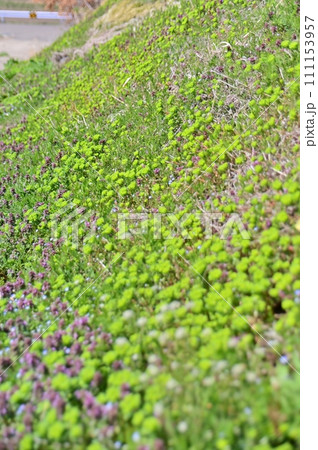 道端の畔を埋めるトウダイグサの緑と紫色の花 111153957