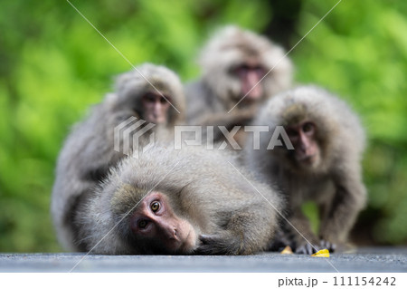 ヤクシマザル 111154242