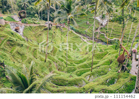The beautiful rice field terraces in the jungle of Ubud, Bali island of Indonesia. 111154462