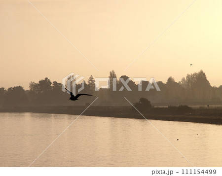 Western Seagull Birds fly in foreground with Alameda in the background 111154499