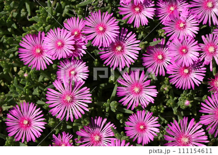 マツバギクの花 111154611