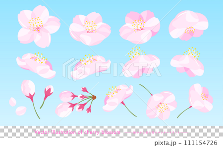 A set of realistic and cute vector illustrations of cherry blossom petals and cherry blossoms in full bloom. 111154726