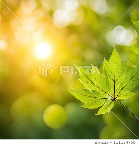 Close up beautiful maple leaves in autumn sunny day. in foreground and blurry background.AI-generated item Close up beautiful maple leaves in autumn sunny day. in foreground and blurry background.AI-generated item 111154759
