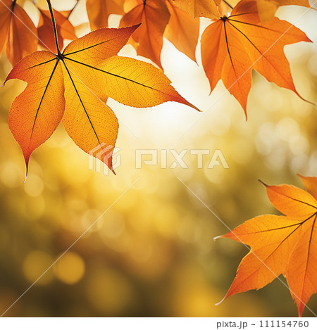 Close up beautiful maple leaves in autumn sunny day. in foreground and blurry background.AI-generated item Close up beautiful maple leaves in autumn sunny day. in foreground and blurry background.AI-generated item 111154760