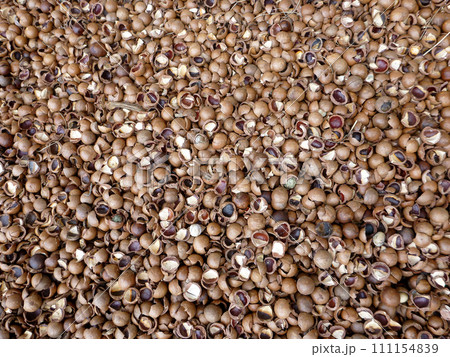 macadamia nuts cracked shells macadamia nuts cracked shells 111154839