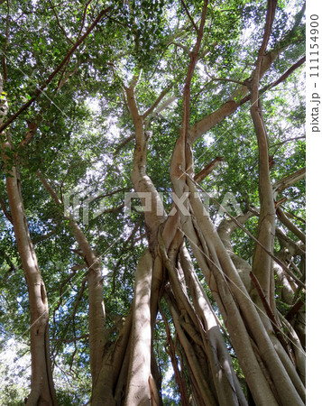 Arbor of old banyan tree Arbor of old banyan tree 111154900