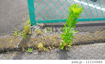 アスファルトの裂け目から生える植物 アスファルトの裂け目から生える植物 111154989