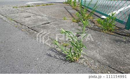 アスファルトの裂け目から生える植物 アスファルトの裂け目から生える植物 111154991