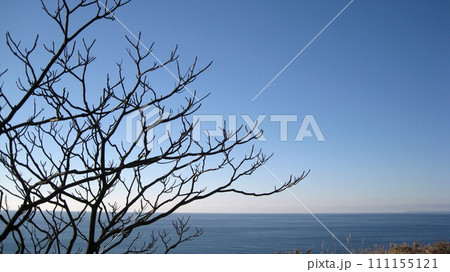 冬の青空と日本海と落葉樹の枝 冬の青空と日本海と落葉樹の枝 111155121