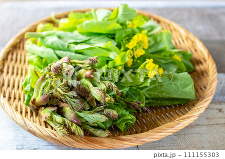 ざるに載った春の食材、タラの芽と菜の花 ざるに載った春の食材、タラの芽と菜の花 111155303