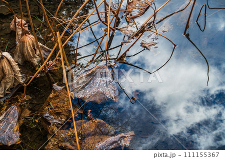 水と空【枯れてもなお、撥水力を維持する蓮の葉】 水と空【枯れてもなお、撥水力を維持する蓮の葉】 111155367