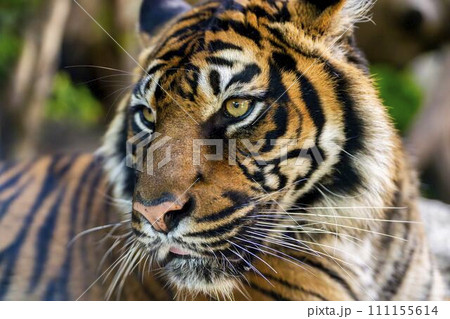 スマトラトラのアップ　神戸どうぶつ王国　兵庫県神戸市 111155614