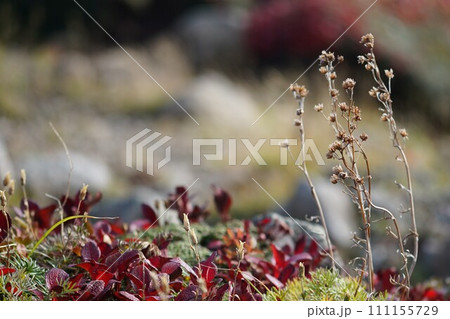 ワイン色のウラシマツツジ ワイン色のウラシマツツジ 111155729