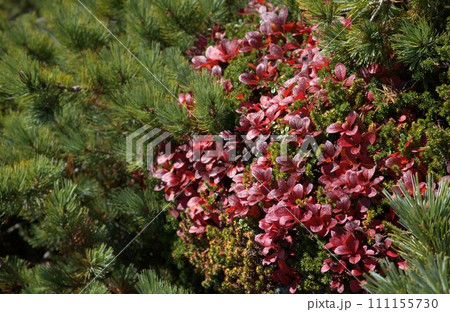 ワイン色のウラシマツツジ ワイン色のウラシマツツジ 111155730