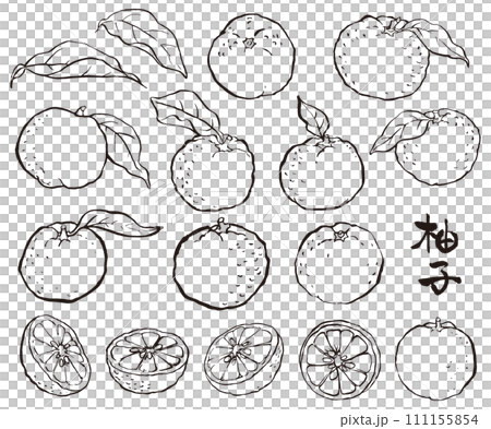 用畫筆畫的柚子的插圖 用畫筆畫的柚子的插圖 111155854