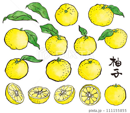 筆で描いた柚子　着色 111155855
