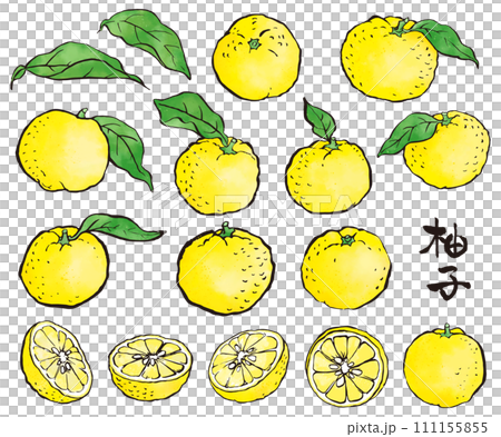 筆で描いた柚子　着色 111155855