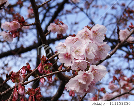 晴れの日に咲き始めた桜の花と開花前の桜のつぼみ 111155856
