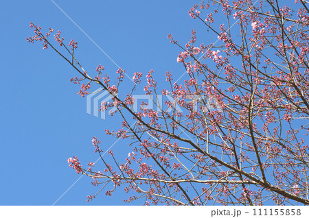 Phaya suae flower  111155858