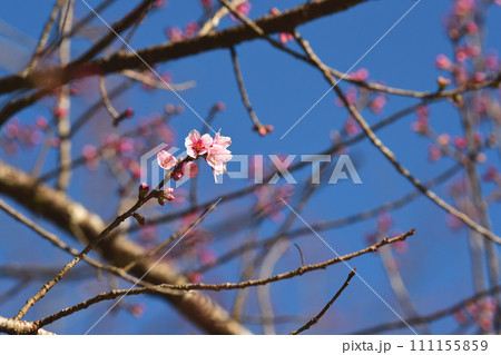 Phaya suae flower  111155859