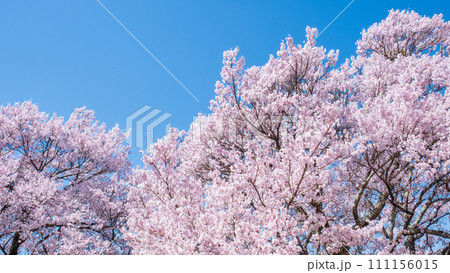 満開の桜 111156015