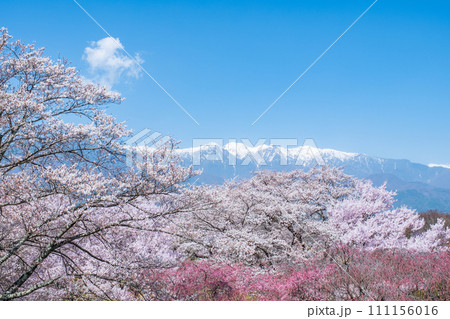 大草城址公園（春）：中央アルプスを望む 111156016