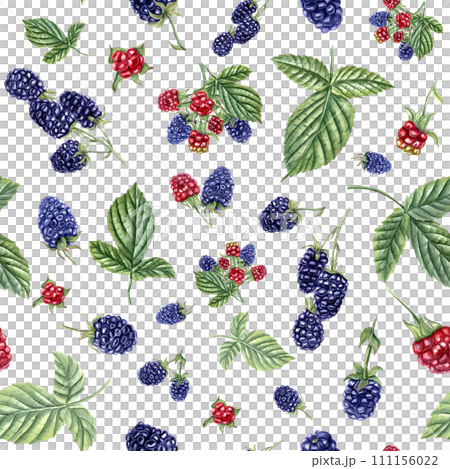 Summer seamless pattern with ripe aromatic Blackberries. Bunches of blackberries. Forest and garden berries. Dewberry, bramble. Watercolor illustration for wrapping, poster, textile Summer seamless pattern with ripe aromatic Blackberries. Bunches of blackberries. Forest and garden berries. Dewberry, bramble. Watercolor illustration for wrapping, poster, textile 111156022
