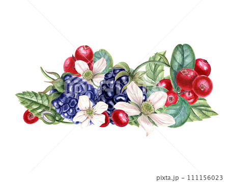 Bouquet with fresh blackberry and lingonberry. Red, black berries, flowers, buds on branch with leaves. Dewberry, bramble, cowberry. Watercolor illustration. For template package menu cookbook. Bouquet with fresh blackberry and lingonberry. Red, black berries, flowers, buds on branch with leaves. Dewberry, bramble, cowberry. Watercolor illustration. For template package menu cookbook. 111156023