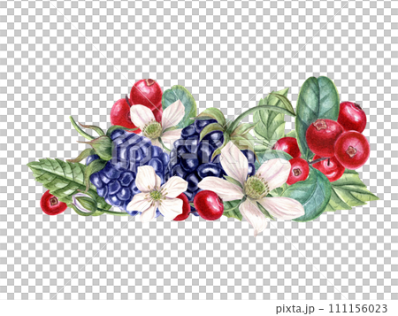 Bouquet with fresh blackberry and lingonberry. Red, black berries, flowers, buds on branch with leaves. Dewberry, bramble, cowberry. Watercolor illustration. For template package menu cookbook. Bouquet with fresh blackberry and lingonberry. Red, black berries, flowers, buds on branch with leaves. Dewberry, bramble, cowberry. Watercolor illustration. For template package menu cookbook. 111156023