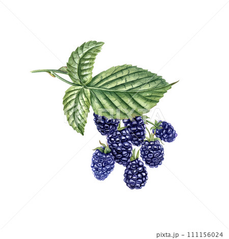 Blackberry on branch. Ripe juicy Bramble with leaves. Forest and garden berries. Dewberry. Watercolor illustration. For template, package, cookbook, postcard 111156024