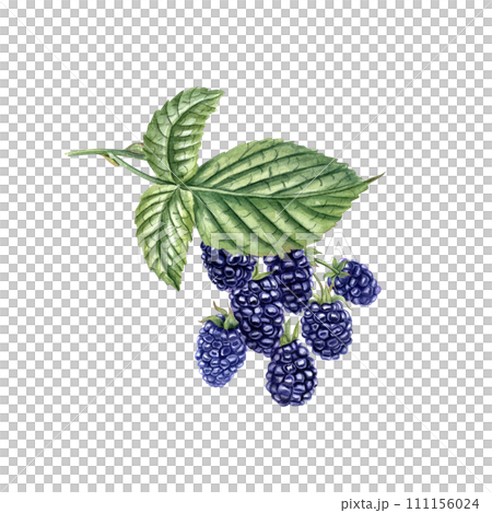 Blackberry on branch. Ripe juicy Bramble with leaves. Forest and garden berries. Dewberry. Watercolor illustration. For template, package, cookbook, postcard 111156024