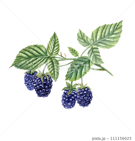 Ripe blackberry on branch. Lush foliage. Juicy Bramble with leaves. Forest and garden berries. Dewberry. Watercolor illustration. For template, package, cookbook, poster. Ripe blackberry on branch. Lush foliage. Juicy Bramble with leaves. Forest and garden berries. Dewberry. Watercolor illustration. For template, package, cookbook, poster. 111156025