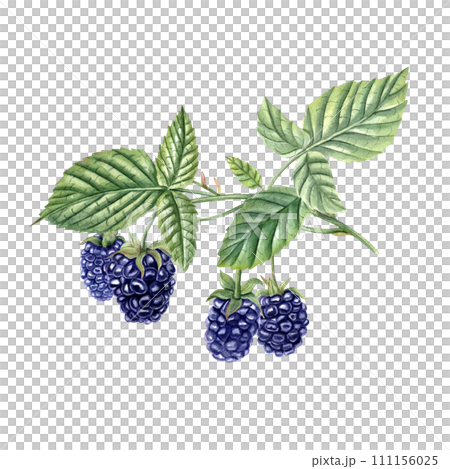 Ripe blackberry on branch. Lush foliage. Juicy Bramble with leaves. Forest and garden berries. Dewberry. Watercolor illustration. For template, package, cookbook, poster. Ripe blackberry on branch. Lush foliage. Juicy Bramble with leaves. Forest and garden berries. Dewberry. Watercolor illustration. For template, package, cookbook, poster. 111156025