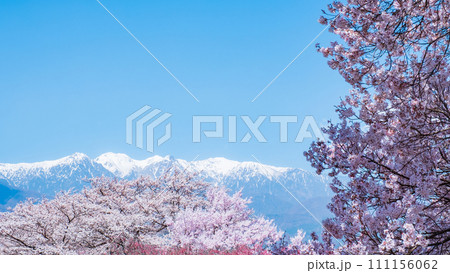 大草城址公園(春):中央アルプスを望む 大草城址公園(春):中央アルプスを望む 111156062