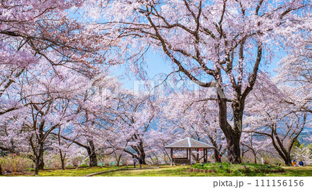 大草城址公園（春） 111156156