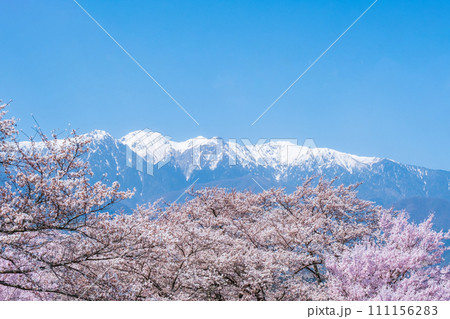 大草城址公園(春):中央アルプスを望む 大草城址公園(春):中央アルプスを望む 111156283