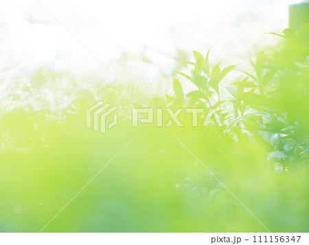 日の光に照らされる植物 111156347