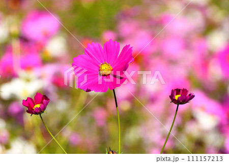 コスモス 111157213