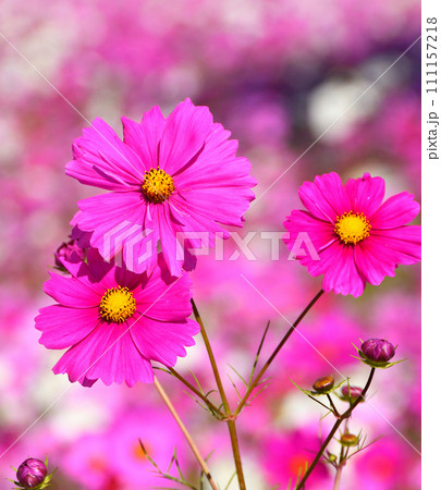 コスモス 111157218
