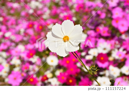 コスモス 111157224