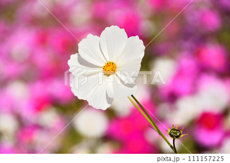 コスモス 111157225