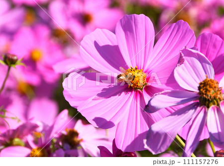 コスモスとミツバチ 111157276