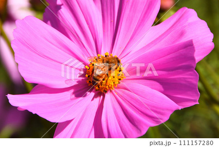 コスモスとミツバチ コスモスとミツバチ 111157280