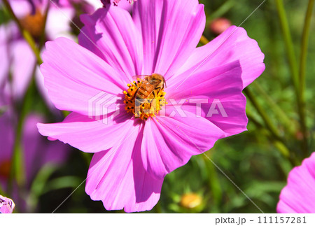 コスモスとミツバチ 111157281