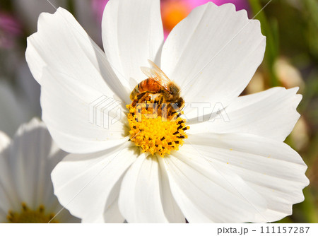 コスモスとミツバチ 111157287