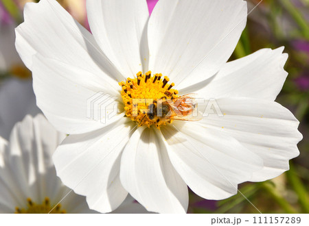 コスモスとミツバチ 111157289